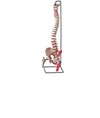 Modello colonna vertebrale Modello colonna vertebrale