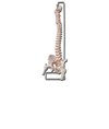 Modello colonna vertebrale Modello colonna vertebrale