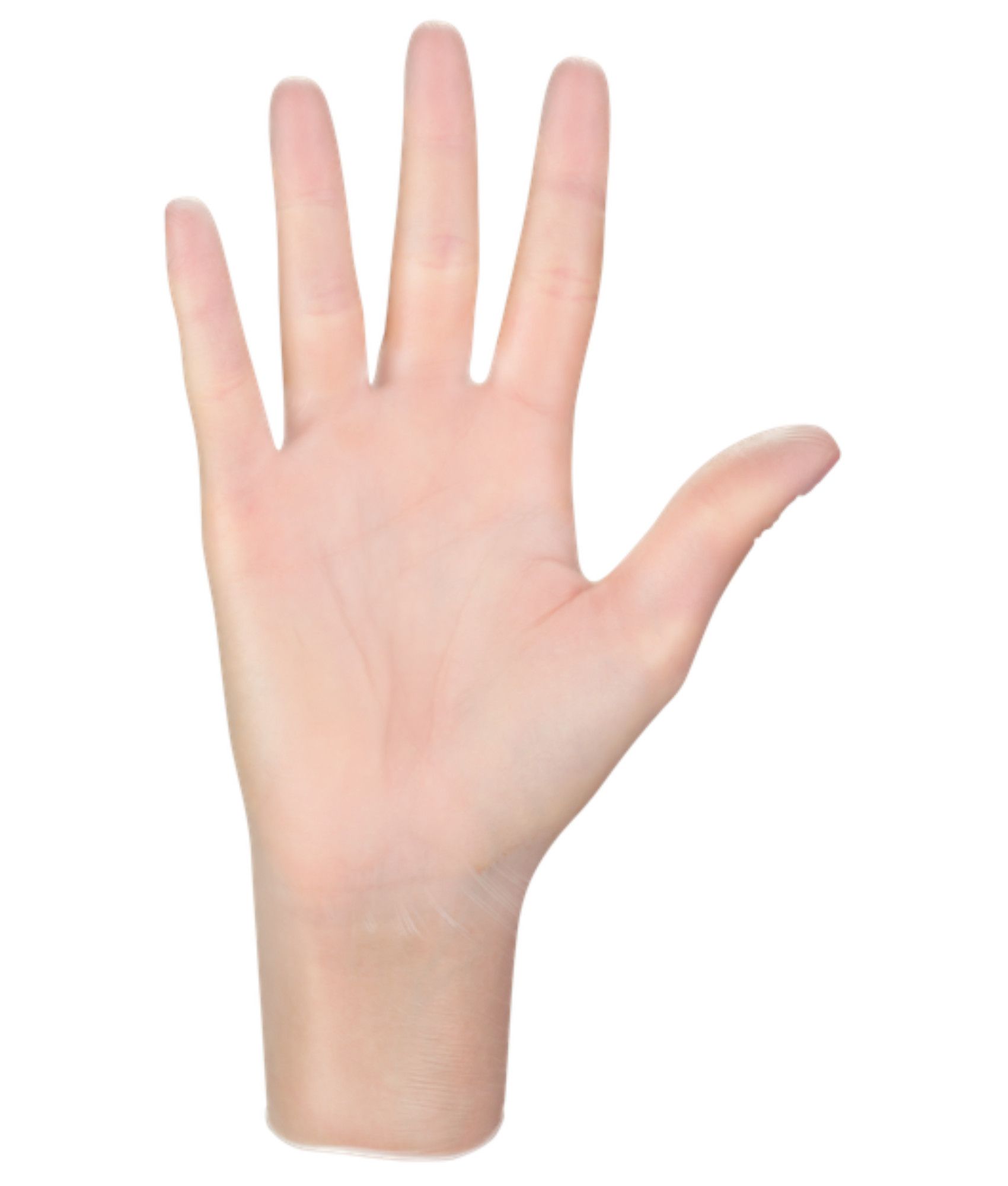 guanti monouso in vinile Mercator Vinylex powder-free