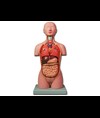 MINI TORSO - 16 parti