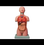 Torso e muscoli
