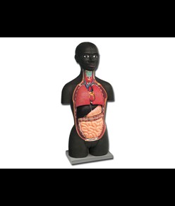 MINI TORSO - AFRICANO - 16 parti