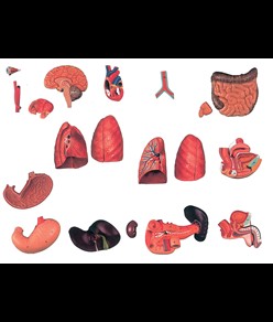 Torso due sessi schiena aperta