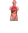 Torso due sessi Torso due sessi