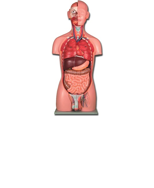 Torso due sessi Torso due sessi