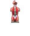 Torso due sessi schiena aperta Torso due sessi schiena aperta