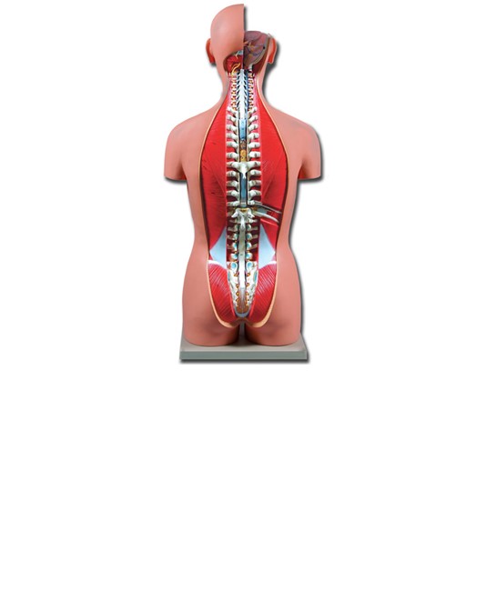 Torso due sessi schiena aperta Torso due sessi schiena aperta