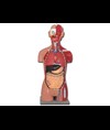 TORSO MUSCOLARE DUAL SEX APERTO DIETRO - 28 parti