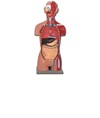 Torso muscolare schiena aperta Torso muscolare schiena aperta