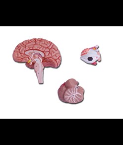 Modello testa scomponibile