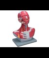 MOD. MUSCOLATURA TESTA-COLLO - 1X