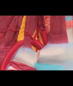 Modello muscolatura testa/collo