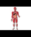 MOD. MUSCOLATURA CORPO UMANO