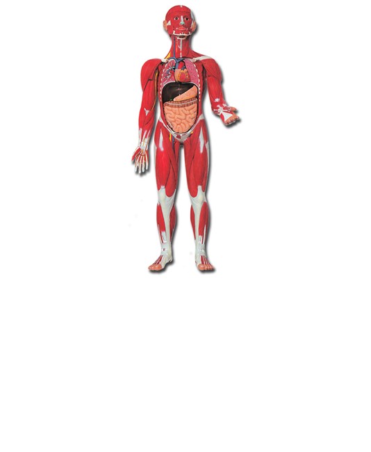 Modello muscolare Modello muscolare