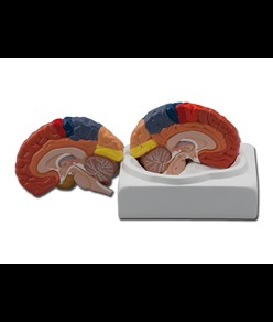 Modello aree cerebrali