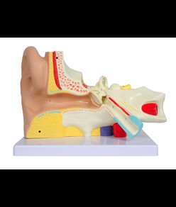Modello orecchio