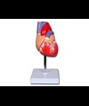MODELLO CUORE LINEA "VALUE" - 2 parti - 1X