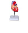 Modello cuore Modello cuore