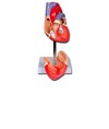 Modello cuore Modello cuore