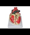 MODELLO CUORE LINEA "VALUE" - 3 parti - 3X