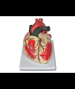 MODELLO CUORE LINEA "VALUE" - 3 parti - 3X