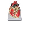 Modello cuore Modello cuore