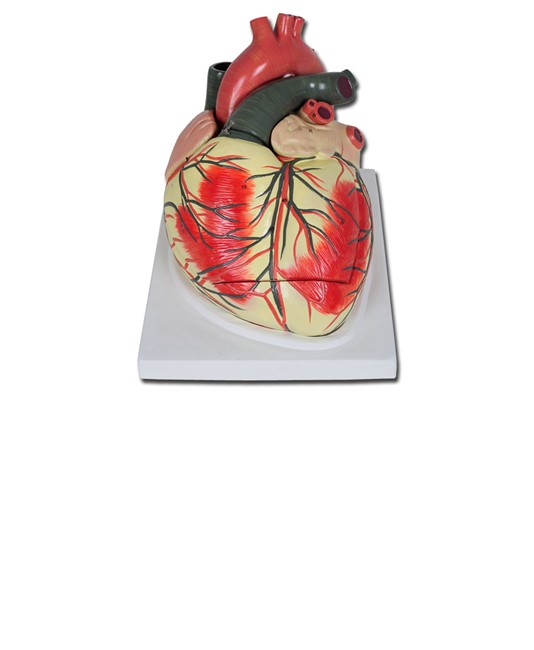 Modello cuore Modello cuore