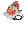 Modello cuore Modello cuore