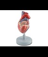 MODELLO CUORE - 2 parti - 1X
