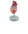 MODELLO CUORE - 2 parti - 1X MODELLO CUORE - 2 parti - 1X