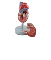MODELLO CUORE - 2 parti - 1X MODELLO CUORE - 2 parti - 1X
