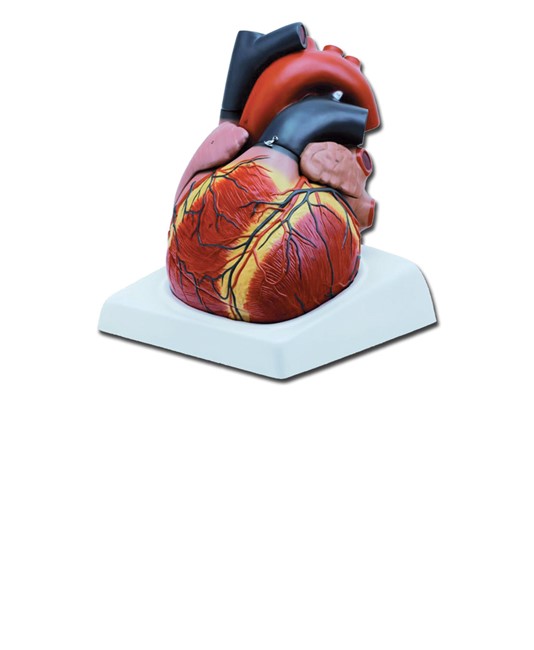 Modello cuore grande Modello cuore grande