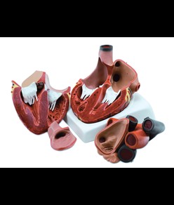 Modello cuore grande