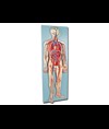 Modello cardio-vascolare