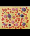 MODELLO CELLULE DEL SANGUE - 2.000X