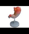 MODELLO STOMACO - 2 parti - 1,5X