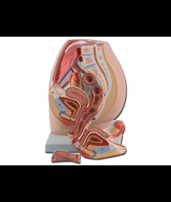 Modello sistema genitale femminile