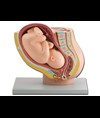 MODELLO PELVICO + FETO - 1X