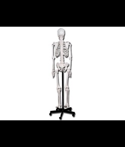 Modello scheletro umano