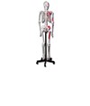 Scheletro muscolare umano Scheletro muscolare umano