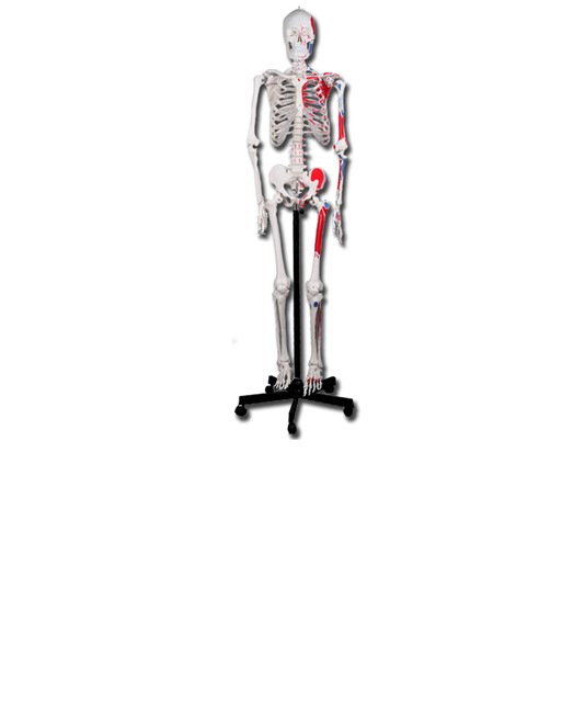 Scheletro muscolare umano Scheletro muscolare umano