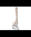 Colonna vertebrale flessibile