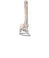 Colonna vertebrale flessibile Colonna vertebrale flessibile
