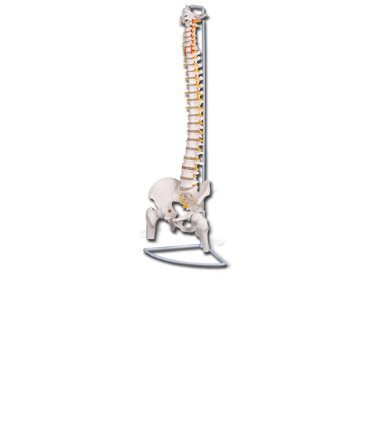 Colonna vertebrale flessibile Colonna vertebrale flessibile