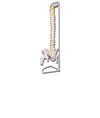 Colonna vertebrale flessibile Colonna vertebrale flessibile
