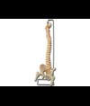 MOD. COLONNA VERTEBRALE CON FEMORI