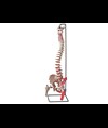 MOD. COLONNA VERTEBRALE CON FEMORI + muscolatura