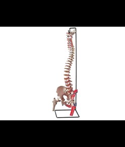 MOD. COLONNA VERTEBRALE CON FEMORI + muscolatura