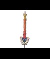 MOD. COLONNA VERTEBRALE con codice colori