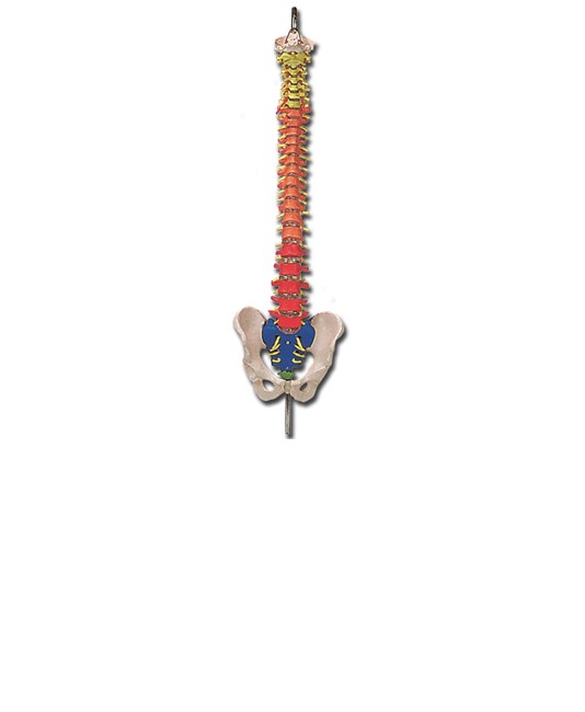 Modello colonna vertebrale Modello colonna vertebrale
